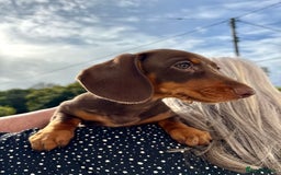 Miniature Dachshund dogs for sale: *READY NOW! 2 STUNNING KC REG MINI DACHSHUND BOYS* - Image 24