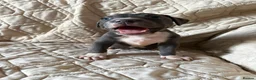 Staffordshire Bull Terrier dogs for sale: 1 Prince  1 princess  left  - Advert 2