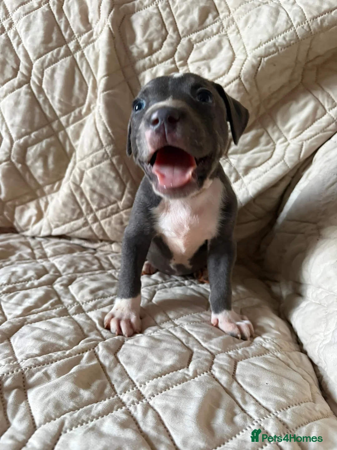 Staffordshire Bull Terrier dogs for sale: 1 Prince  1 princess  left  - Advert 2