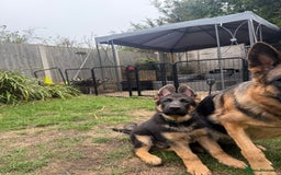 German Shepherd dogs for sale: Stunning litter - Image 7