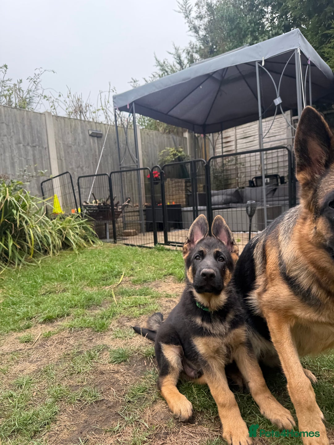 German Shepherd dogs for sale: Stunning litter - Image 7