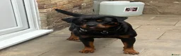 Mixed Breed dogs for sale: American Akita x Rottweiler puppys - Advert 4