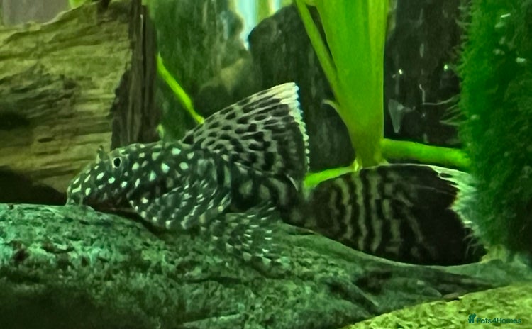 Plecos fish in Wolverhampton - Advert 9