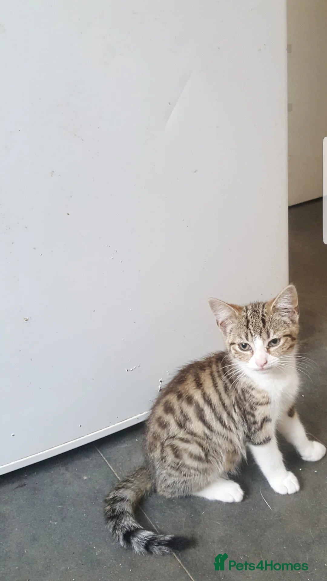 Mixed Breed cats for sale: Kittens - Advert 2