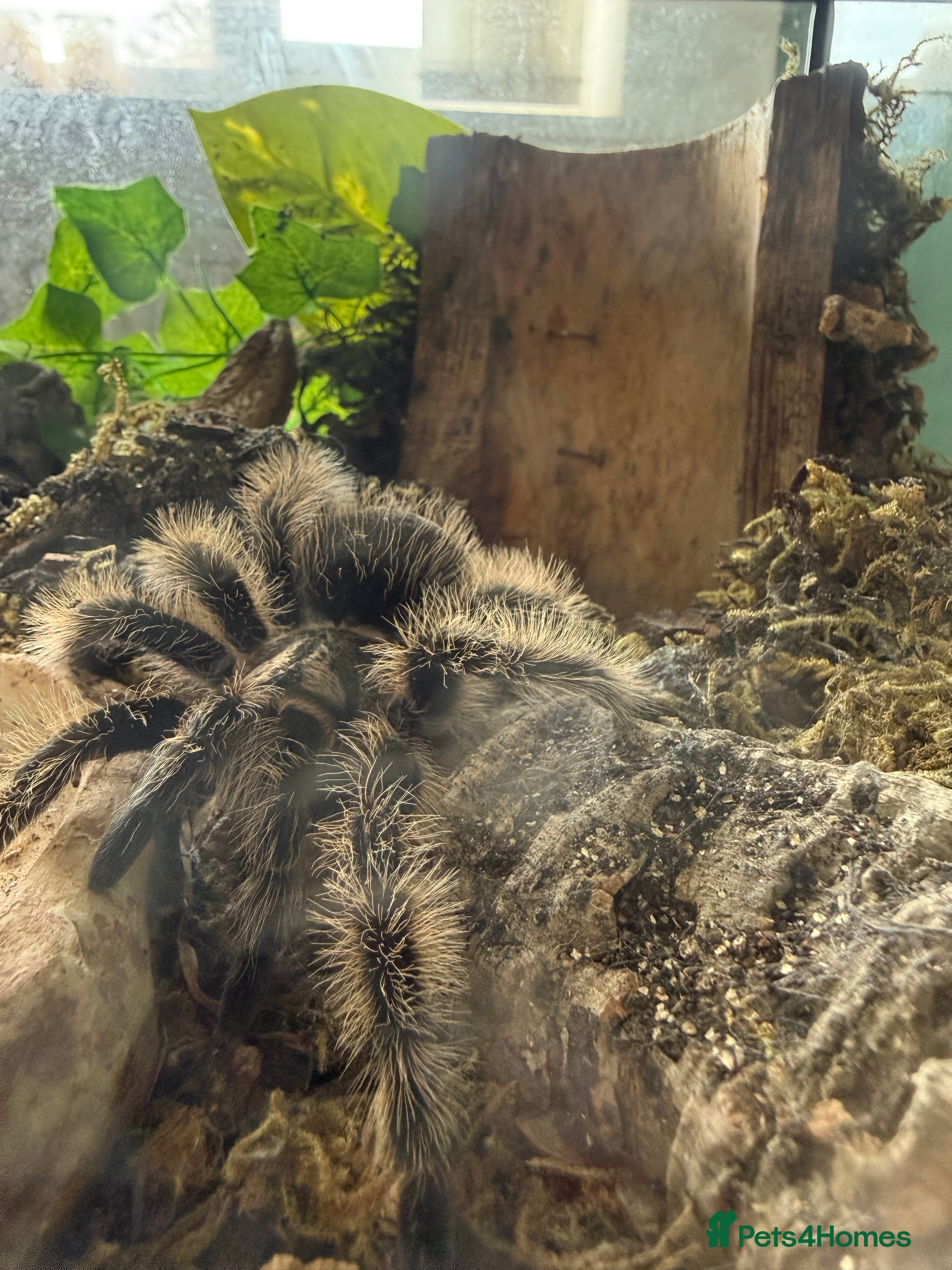 Tarantulas invertebrates Male Tliltocatl albopilosus Tarantula  in Hartlepool - Advert 15