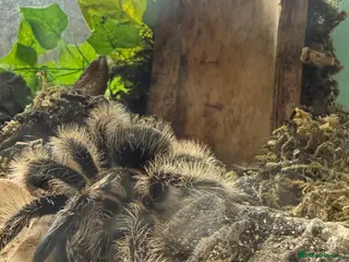 Tarantulas invertebrates Male Tliltocatl albopilosus Tarantula in Hartlepool - Advert 15