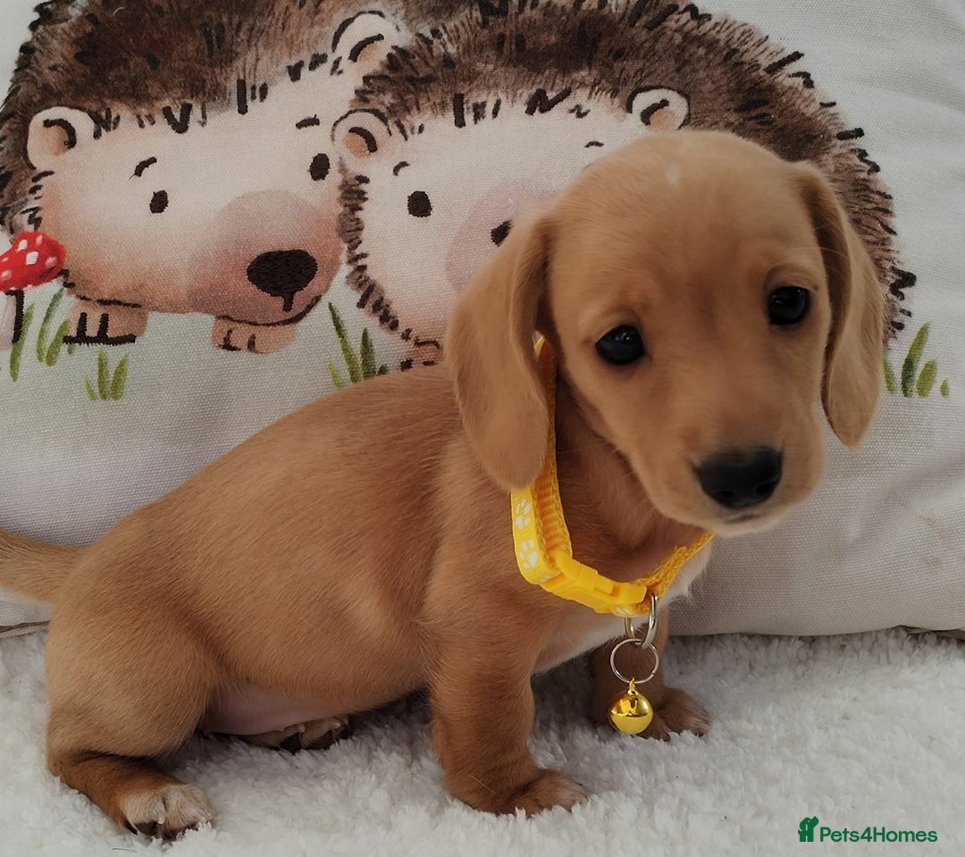 Miniature Dachshund dogs for sale: MINI DACHSHUND CREAM PRA CLEAR - Image 10