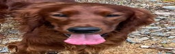 Irish Setter dogs for stud: AceOfAces IRISH SETTER At Stud in Whitland - Advert 1