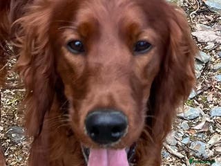 Irish Setter dogs for stud: AceOfAces IRISH SETTER At Stud in Whitland - Advert 2