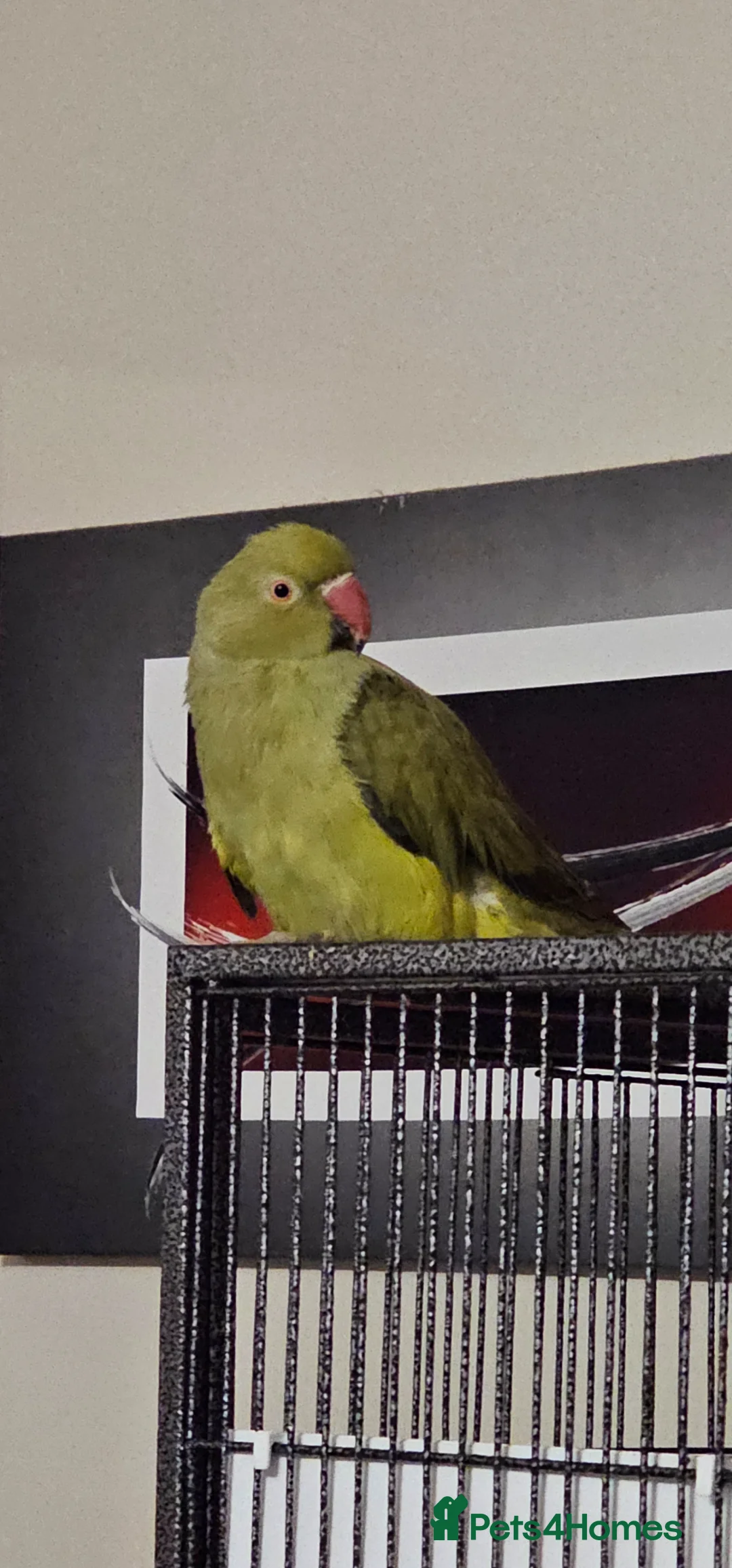 Ringnecks birds for sale: Indian Ringneck Parrot – Male, 9 Months Old in Weston-super-Mare - Advert 2