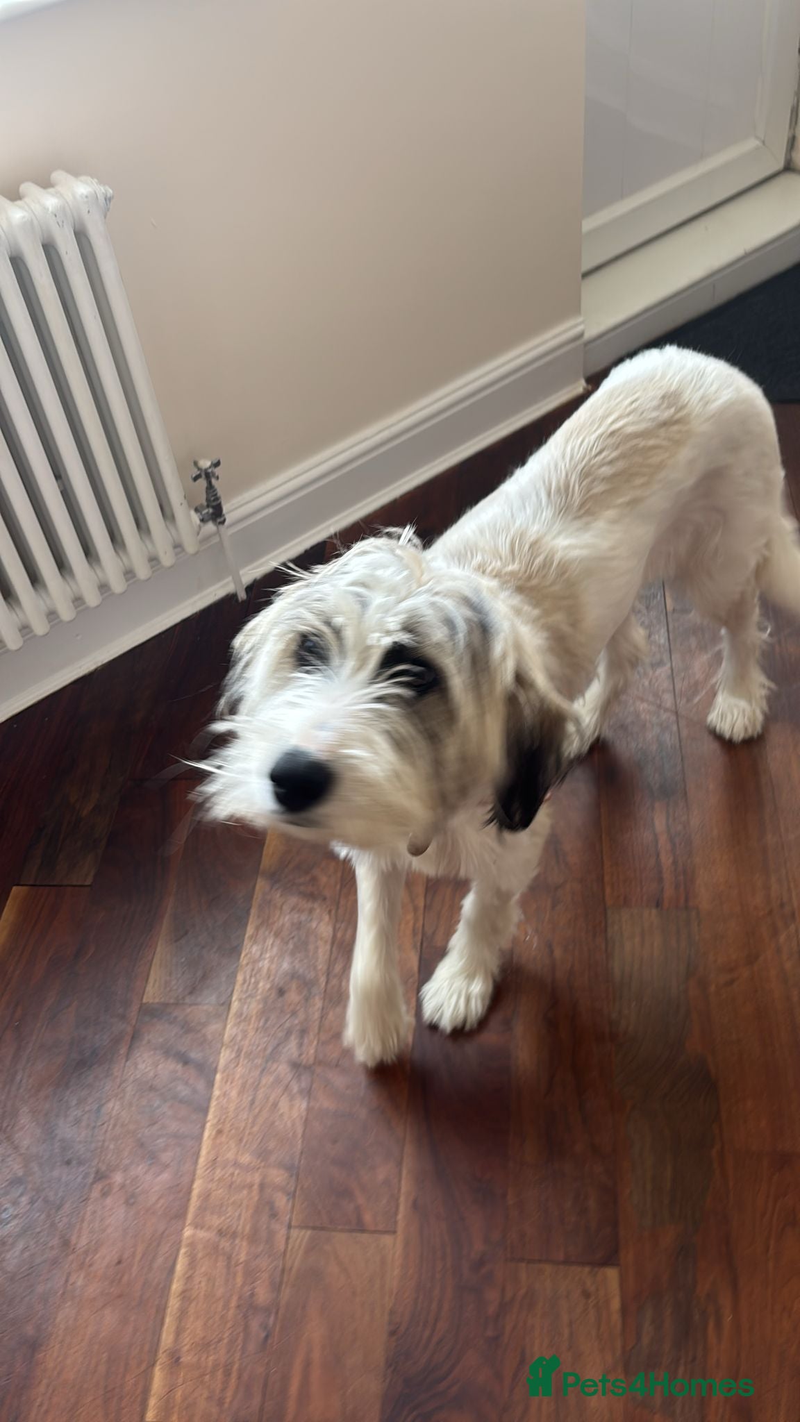 Mixed Breed dogs RAYNA - Advert 2