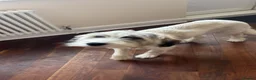 Mixed Breed dogs for adoption: RAYNA - Advert 2