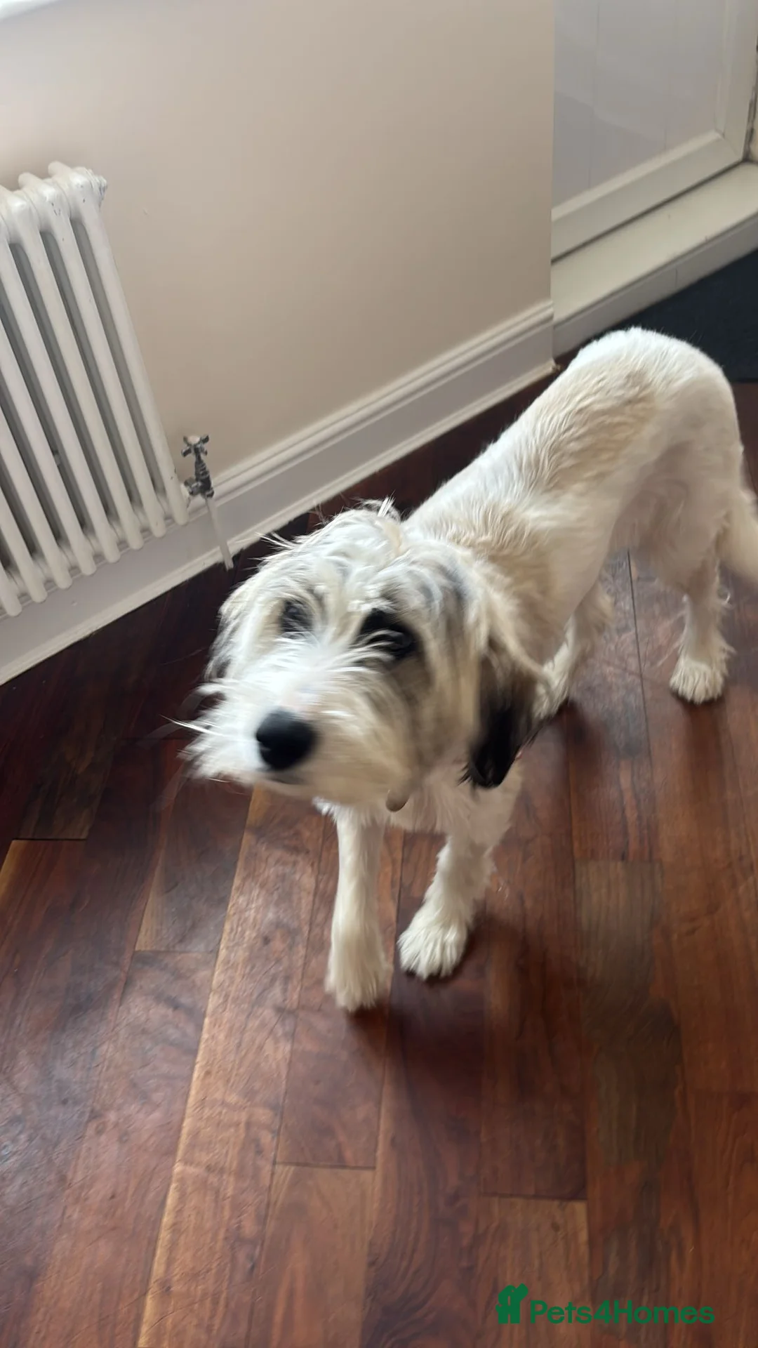Mixed Breed dogs for adoption: RAYNA - Advert 2