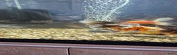Fancy Goldfish fish for sale: Giant Oranda  - Advert 9