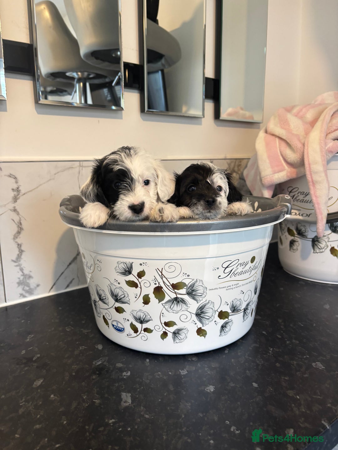 Jackapoo dogs for sale: Jackapoo puppies toy poodle - Image 7
