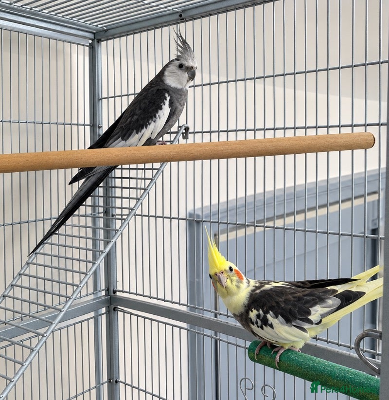 Cockatiels birds 2 cockatiels + large cage  - Advert 15