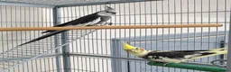 Cockatiels birds for sale: 2 cockatiels + large cage  - Advert 1