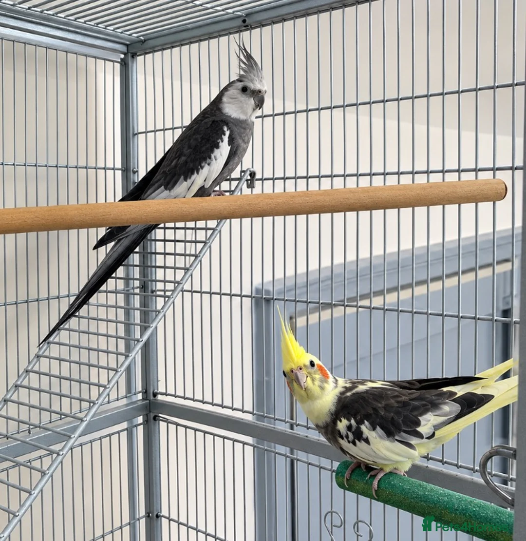 Cockatiels birds for sale: 2 cockatiels + large cage  - Advert 1
