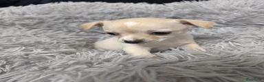 Salsa