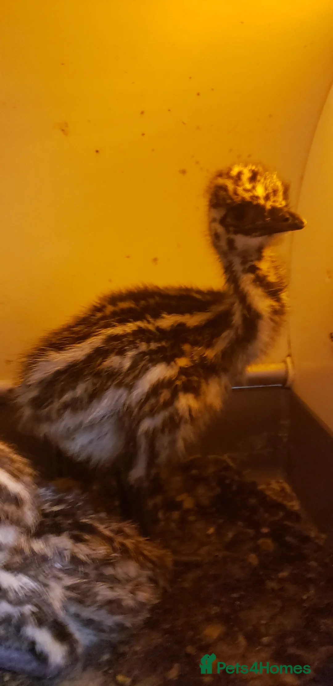 Emus poultry for sale: Emu chicks available now - Advert 2