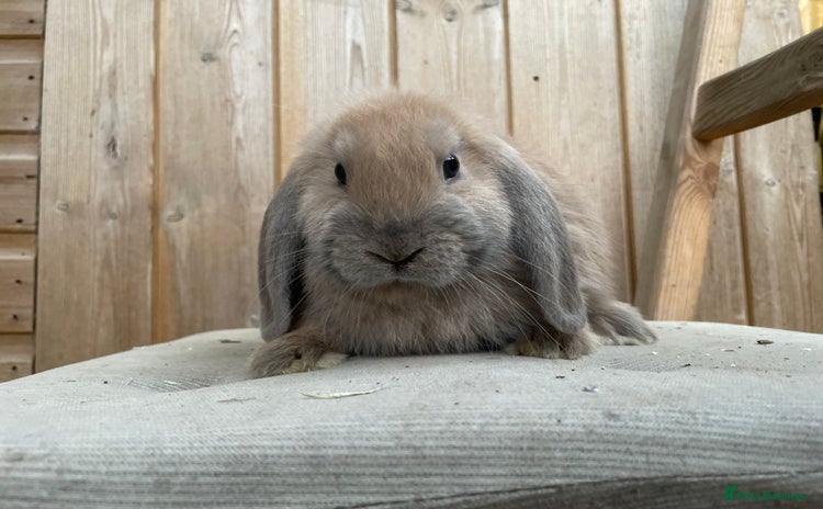 Mini Lop rabbits - Advert 7
