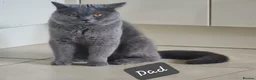 British Shorthair cats for sale: British shorthair  - Advert 3