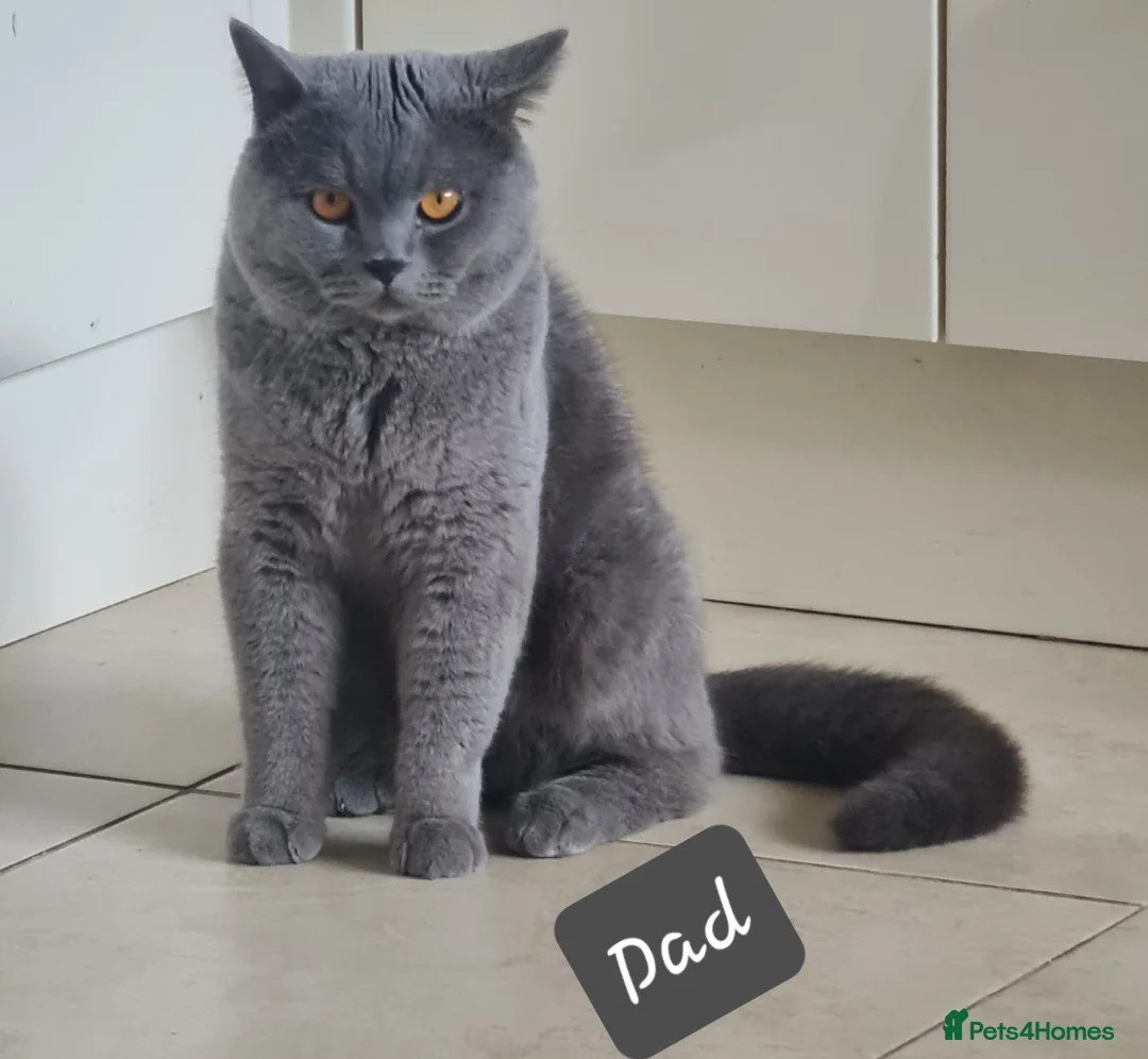British Shorthair cats for sale: British shorthair  - Advert 3