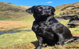 Labrador Retriever dogs for sale: Black Labrador Retreiver pups - Image 4