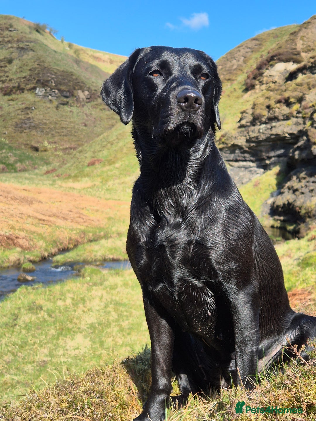 Labrador Retriever dogs for sale: Black Labrador Retreiver pups - Image 4