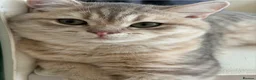 British Shorthair cats for sale: 6 Pedigree British Shorthair Champion lines in London - Advert 14