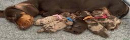 Miniature Dachshund dogs for stud: SLICE - Super Chocolate Dapple Miniature Stud in Dalry - Advert 10