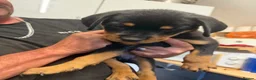 Rottweiler dogs for sale: READY NOW‼️PEDIGREE ROTTIES💕💛 3 BOYS x  - Advert 9