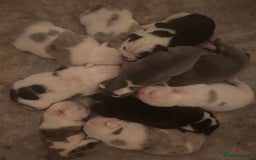 English Bulldog dogs for sale: 🌟 health tested parents 🌟 - Image 11