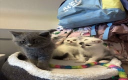 British Shorthair cats for sale: Meet stitch!  - Image 4