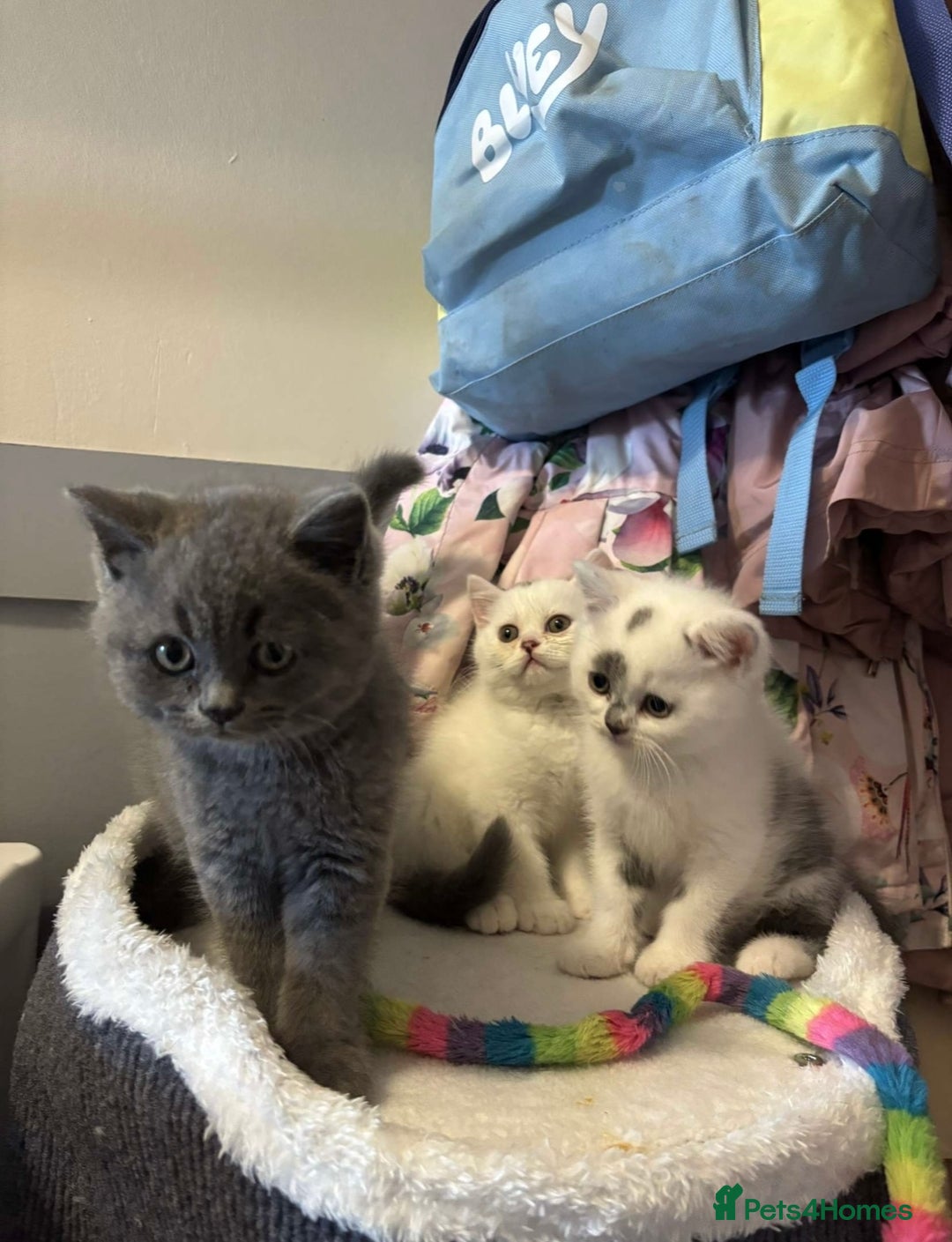 British Shorthair cats for sale: Meet stitch!  - Image 4