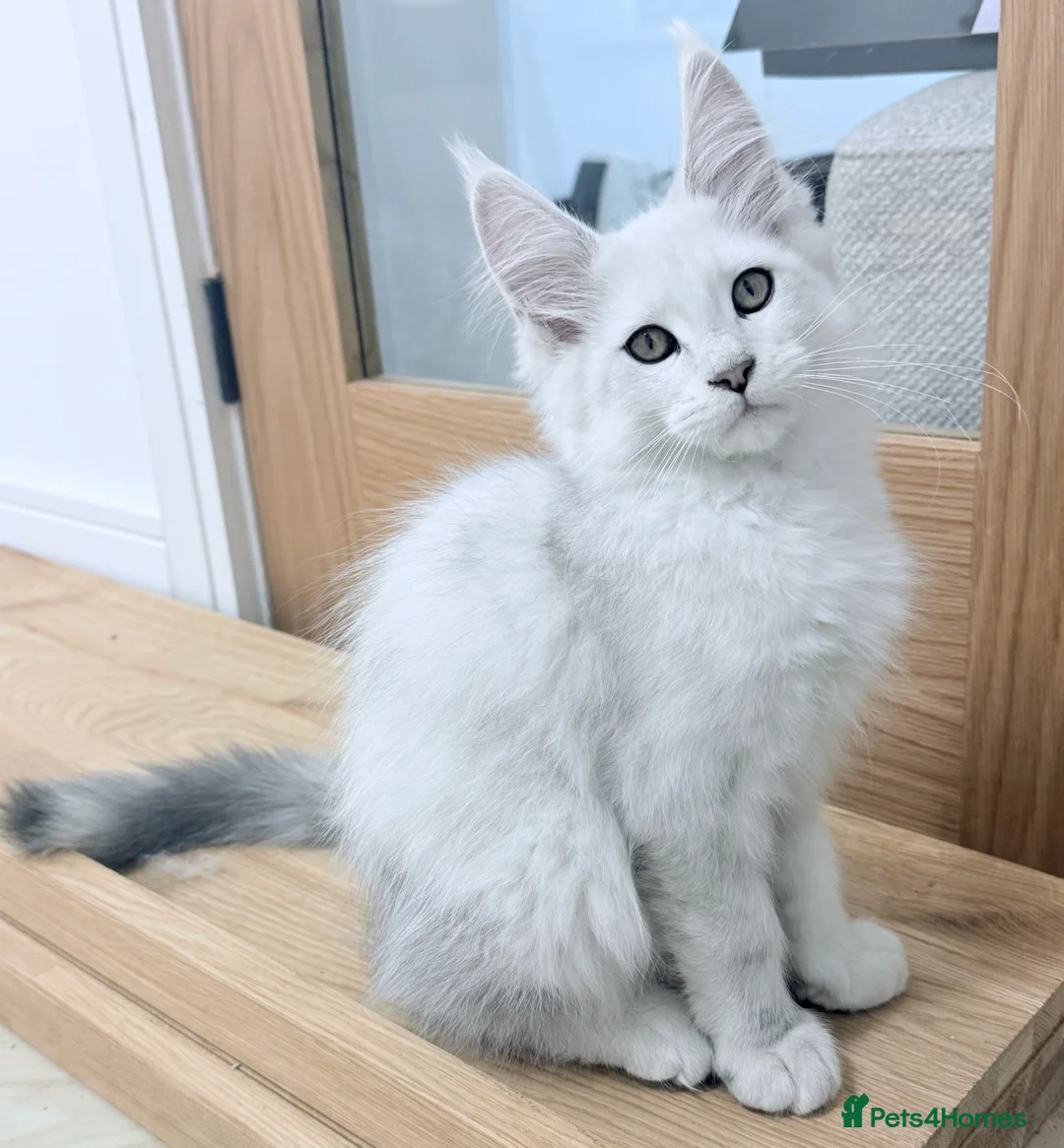 Maine Coon cats for sale: Champ blood Unique Color Ns11 boy active!!!🏅🏅🏅 - Advert 9