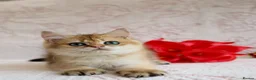 British Shorthair cats for sale: 💙British shorthair ready now🩷 - Advert 12