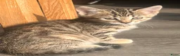 Mixed Breed cats for sale: Adorable kittens for sale in Basildon - Advert 12