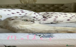 Scottish Fold cats for sale: 4 Scottish Straight Boys  - Image 15
