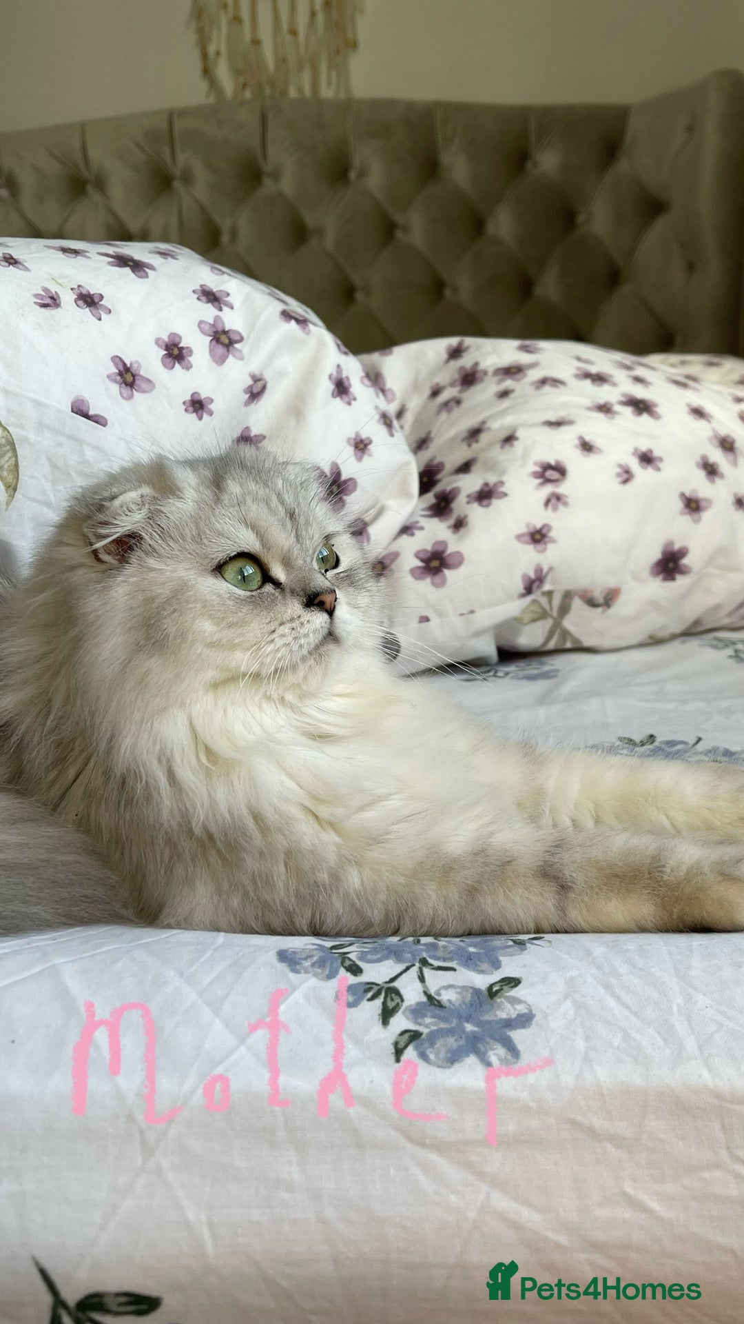 Scottish Fold cats for sale: 4 Scottish Straight Boys  - Image 15