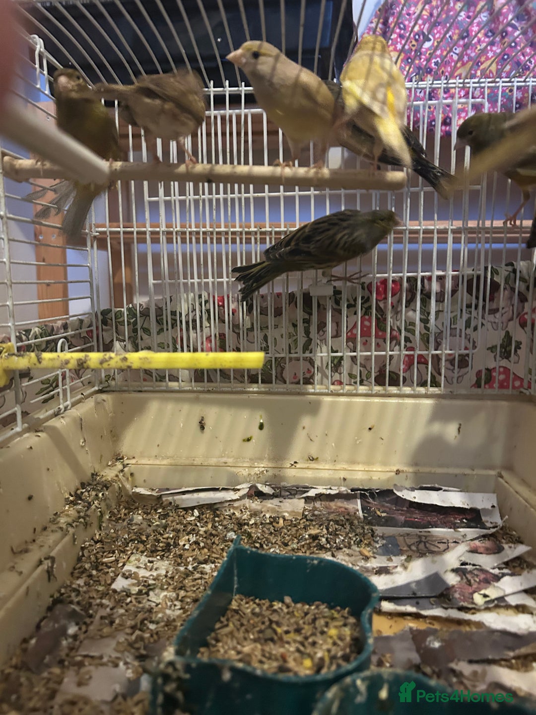 Canaries birds for sale: Canaries mixed colour  - Advert 5