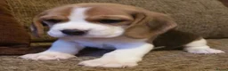 Beagle dogs for sale: 6TH Generation Beagles.  - Advert 3