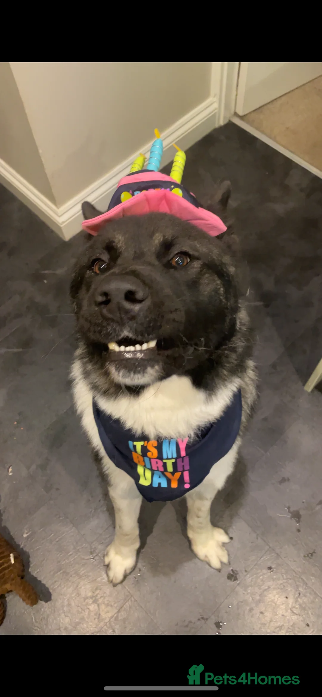 Akita dogs for stud: Looking to breed Bear with another American Akita  - Advert 7