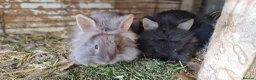 Lionhead rabbits for sale: Cute fluffy friendly lionhead babies-2boys left - Advert 13