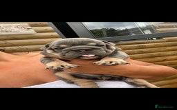 English Bulldog dogs for sale: KC REGISTERED ENGLISH BULLDOGS  - Image 31