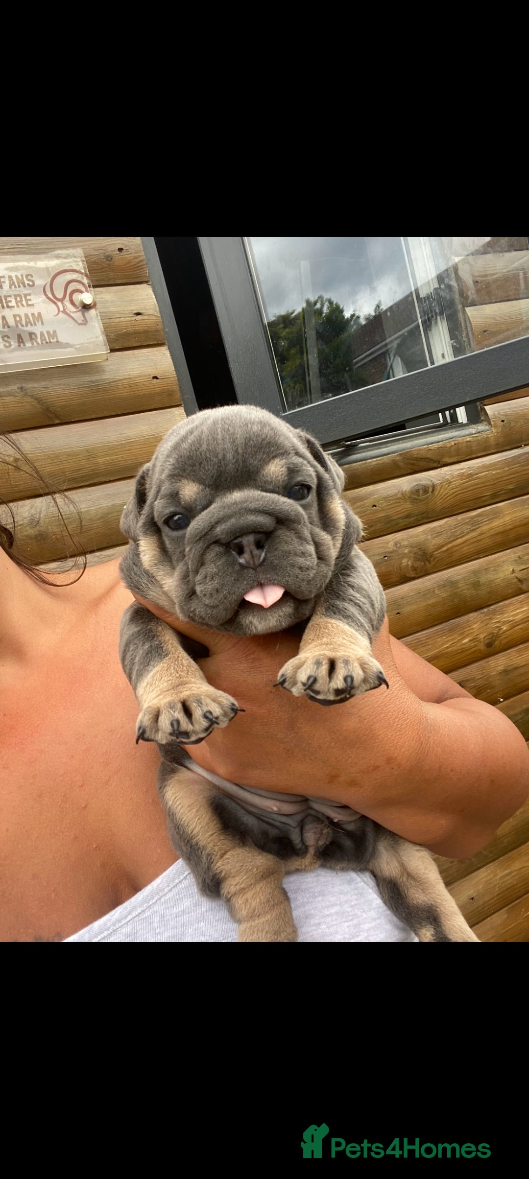English Bulldog dogs for sale: KC REGISTERED ENGLISH BULLDOGS  - Image 31