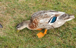 Ducks poultry for sale: 8-week old Cayuga x mini Silver Appleyard ducks - Image 9