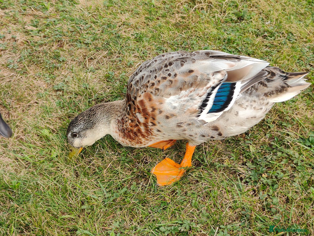Ducks poultry for sale: 8-week old Cayuga x mini Silver Appleyard ducks - Image 9