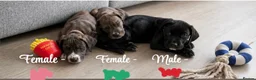 Mixed Breed dogs for sale: Gorgeous pups READY TO LEAVE!!!!  - Advert 3