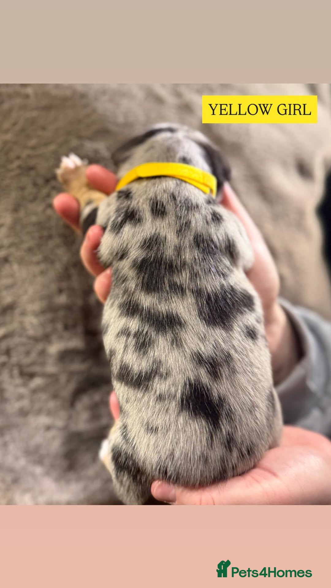 Jack Russell dogs for sale: Pure Breed special colour Jack Russells  - Advert 8